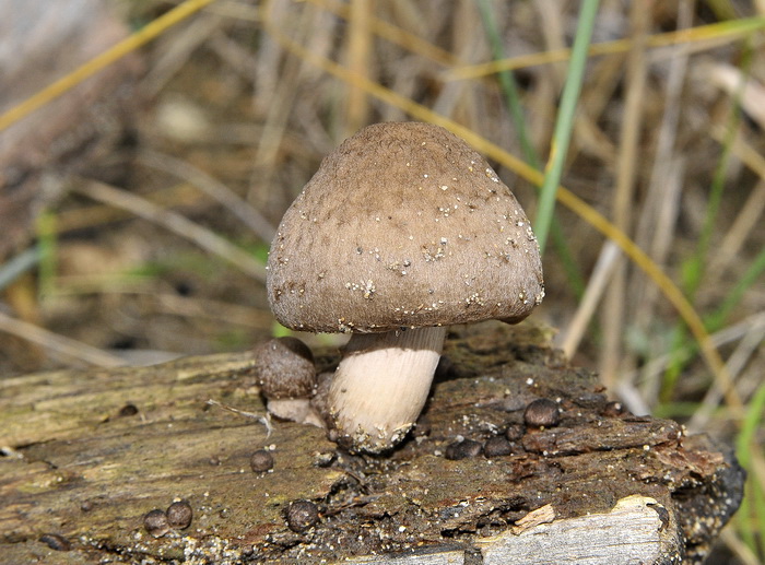 Psathyrella melanthina - Dall''archivio....